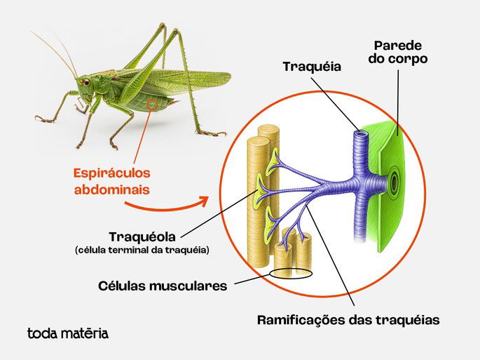Desenho esquemático da respiração traqueal de um gafanhoto