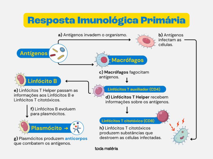 Resposta imunológica primária.