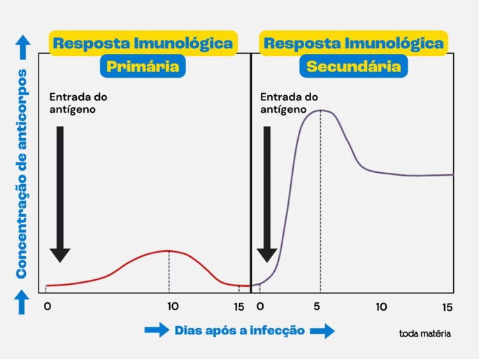 Tabela de resposta imunológica primária e secundária.