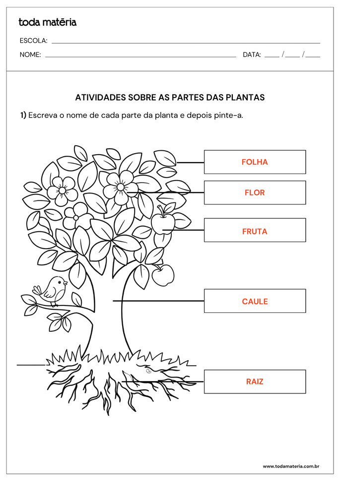 Resposta de Atividade sobre partes de plantas para alunos do 2&ordm; ano do Ensino Fundamental