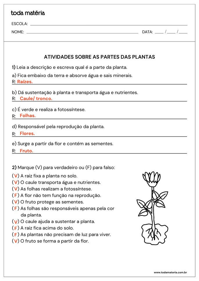 Resposta de Atividade sobre partes de plantas para alunos do 2&ordm;  ano do Ensino Fundamental