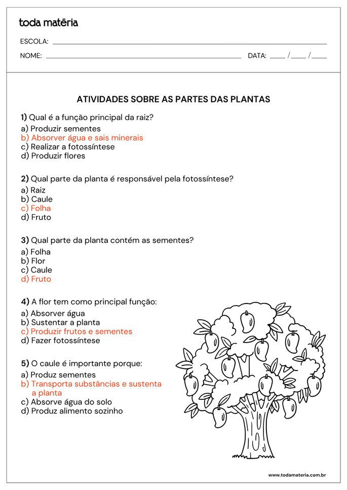 Resposta de Atividade sobre partes de plantas para alunos do  2&ordm; ano do Ensino Fundamental