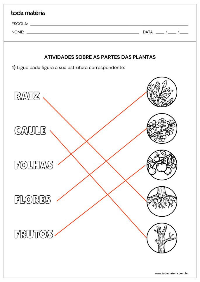 Resposta de Atividade sobre partes de plantas para alunos do  2&ordm; ano do Ensino Fundamental