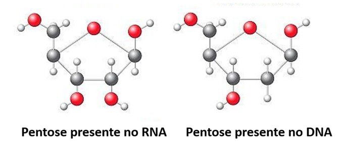 Ribose e desoxirribose: pentoses dos ácidos nucleicos