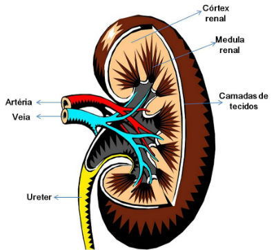 Rins: Localização, Anatomia E Funções - Toda Matéria