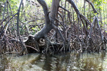 Rizóforos no mangue