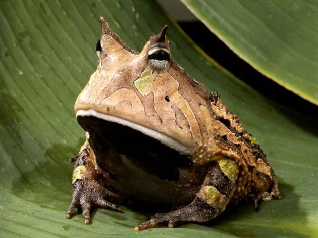 Sapo-de-chifre-da-Amazônia