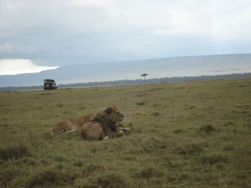 Leões na savana africana