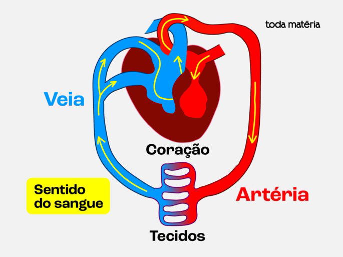 Sentido do sangue em artérias e veias