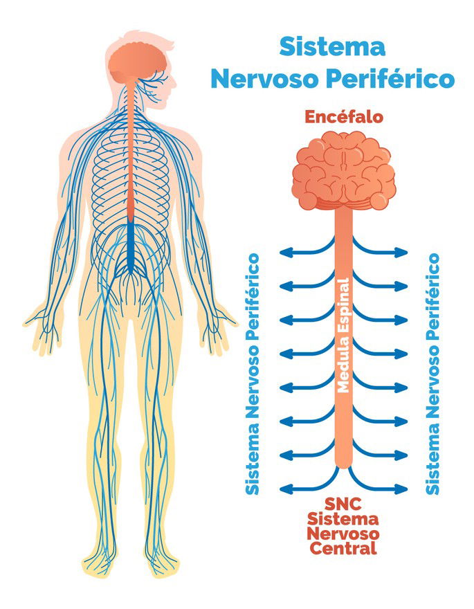 sistema nervoso periférico