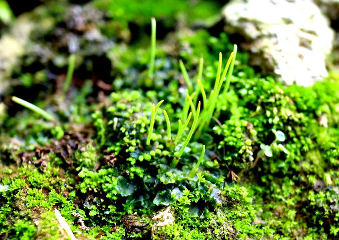 As Briófitas São Plantas Autótrofas Quimiossintetizantes Por Exemplo Da Hepática