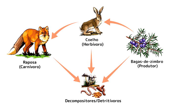 Decompositores: O Que São, Tipos, Função E Importância Ecológica