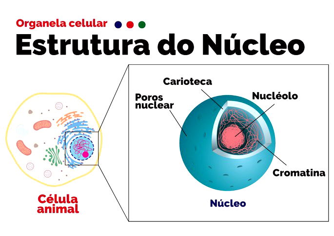 Núcleo celular: o que é e qual sua função - Toda Matéria