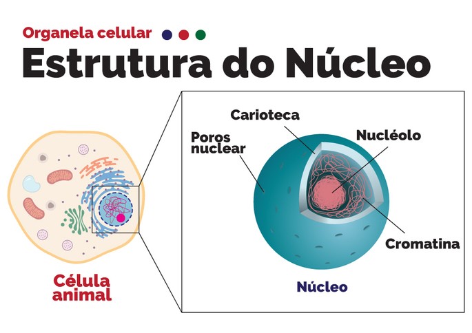 N cleo Celular O Que E Qual Sua Fun o Toda Mat ria N cleo Celular O Que E Qual Sua Fun o Toda Mat ria