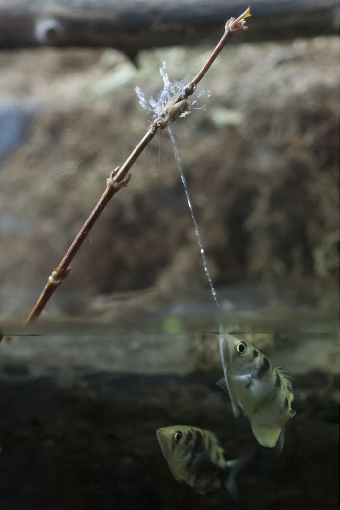 Peixe-arqueiro (Toxotes jaculatrix)