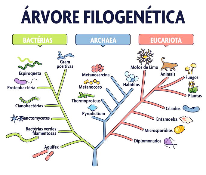 Trabalho teoria da evolução