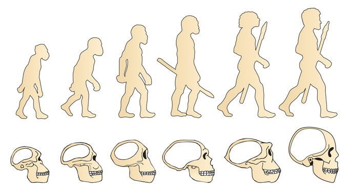 Homo Sapiens Origem Classificação E Evolução Toda Matéria 0281