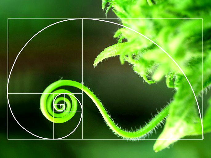 Sequência de Fibonacci: entenda o que é e como funciona (com exemplos ...
