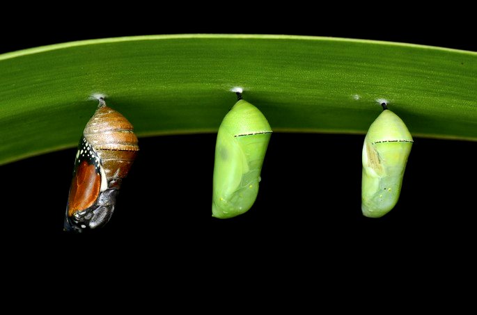 Metamorfose da borboleta: entenda o ciclo, do ovo à fase adulta - Toda Matéria