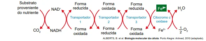 esquematização do ciclo de krebs