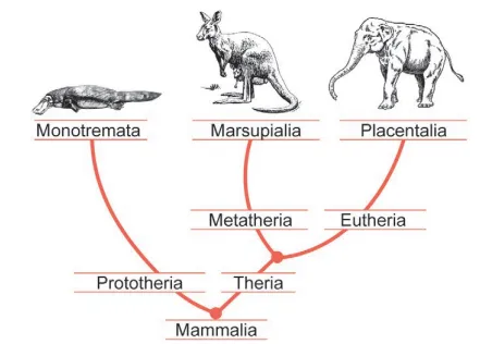 Cladograma