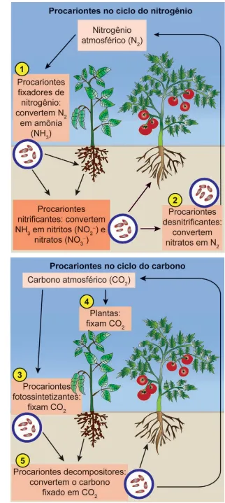 Procariontes no ciclo do nitrogénio vs. Procariontes no ciclo do carbono
