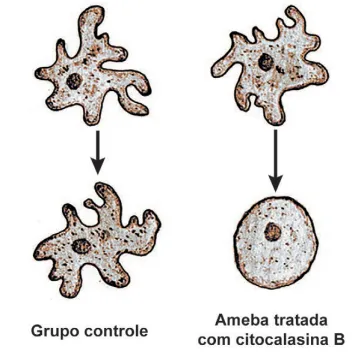 Experimento com células de protozoário