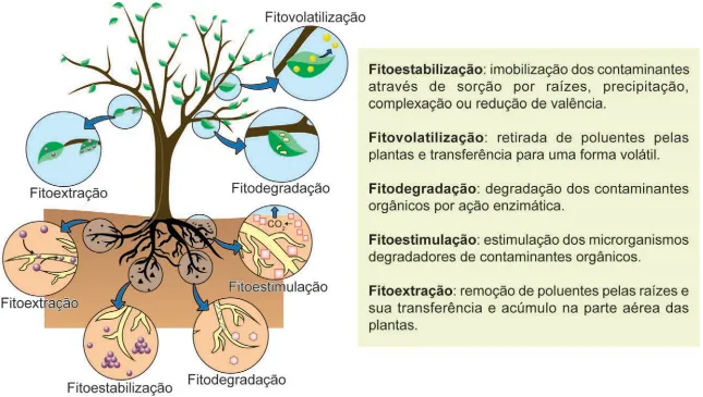 Fitoextração Fitovolatilizaçao Fitodegradação Fitoesti Fitodegradaçao ulação Fitoe Fitoestabilizaçao: imobilização dos contaminantes através de sorção por raízes, precipitação, complexação ou redução de valência. Fitovolatilização: retirada de poluentes pelas plantas e transferência para uma forma volátil. Fitodegradação: degradação dos contaminantes orgânicos por ação enzimática, Fitoestimulação: estimulação dos microrganismos degradadores de contaminantes orgânicos. Fitoextração: remoção de poluentes pelas raizes e sua transferência e acúmulo na parte aérea das plantas. ao Fitoestabilizaçao