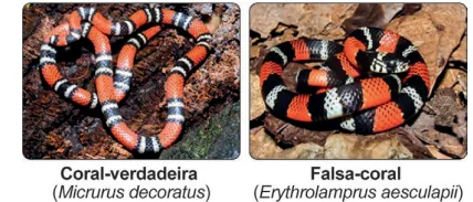 cobras coral-verdadeira e falsa-coral