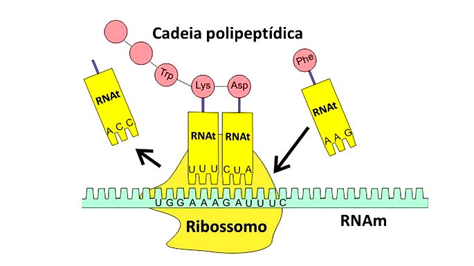 Síntese de proteínas