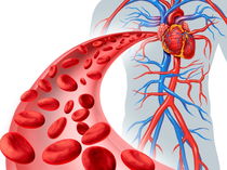 Sistema Cardiovascular