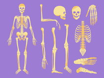 Exercícios sobre sistema esquelético