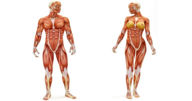 Sistema Muscular