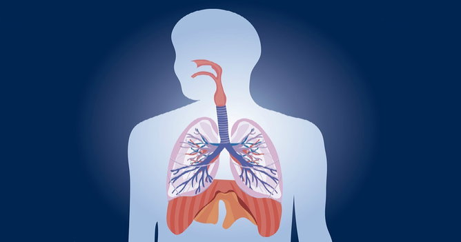 Sistema Respiratório