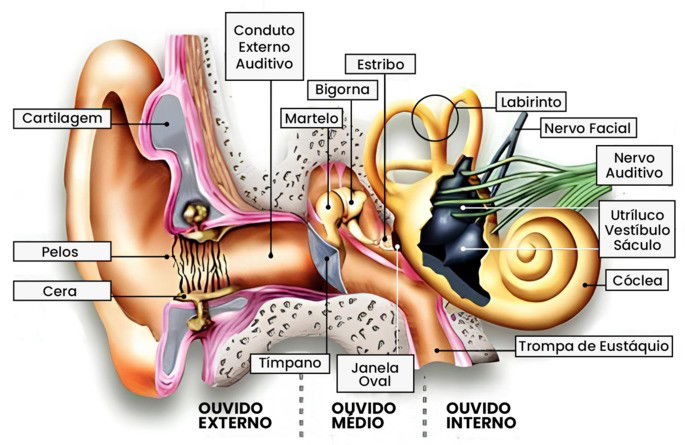 SIstema auditivo com legendas e detalhamento