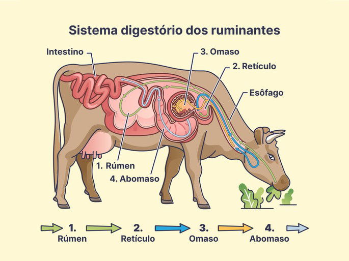 Exemplo de sistema digestório de animais herbívoros poligástricos