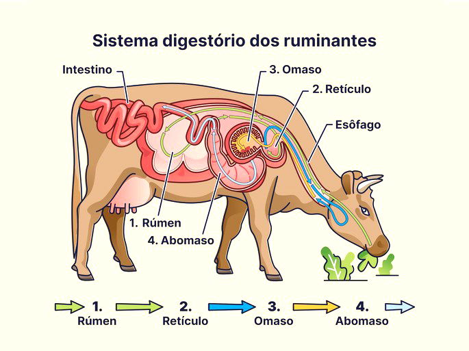 digestorio vaca 1b - Anatomia Veterinária I