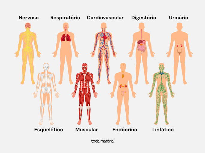 Sistemas do Corpo Humano - Toda Matéria
