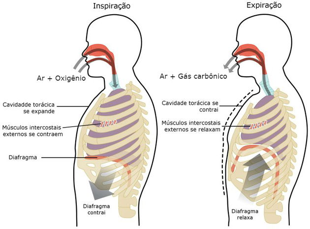 sistema excreto respiração