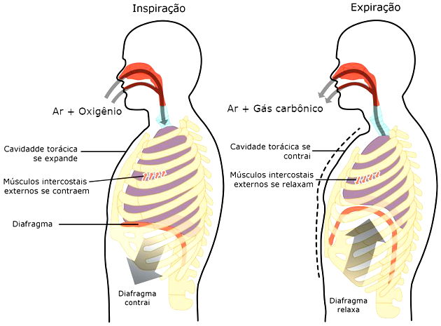 sistema excreto respiração