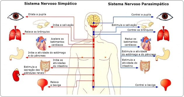 sistema nervoso simpático e parassimpático