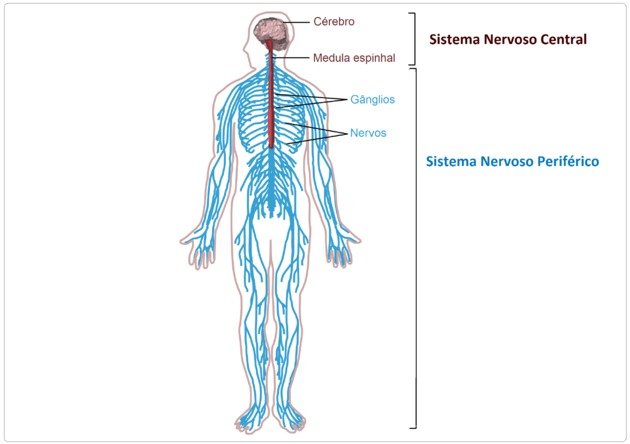 sistema nervoso periférico e central