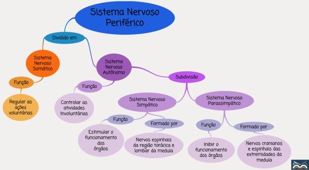Sistema Nervoso Periférico divisões
