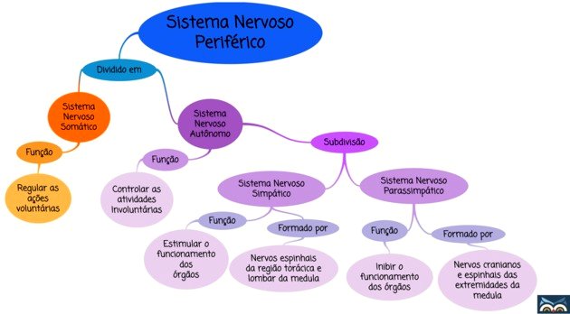 Sistema nervoso periférico (Normal) Jogo do Sistema nervoso. Como é que se  chama? - Jogos de Ciências Naturais
