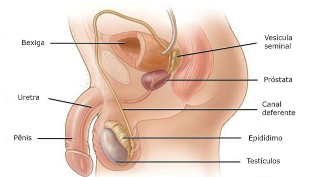 Órgãos do sistema reprodutor masculino: Anatomia, função