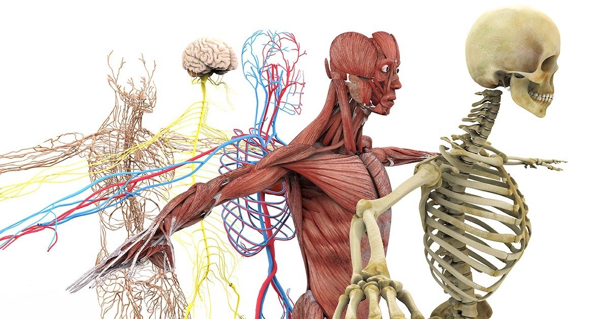 Sistema Nervoso - Corpo Humano para crianças 