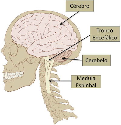 Sistema Nervoso Central: resumo, anatomia e órgãos - Toda Matéria