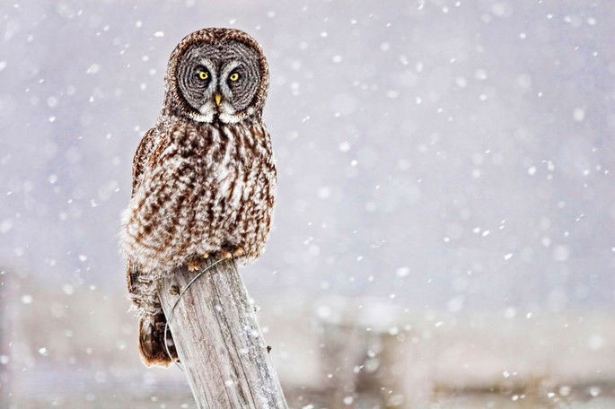 Strix nebulosa