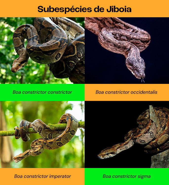 subespécies de jiboias no mundo