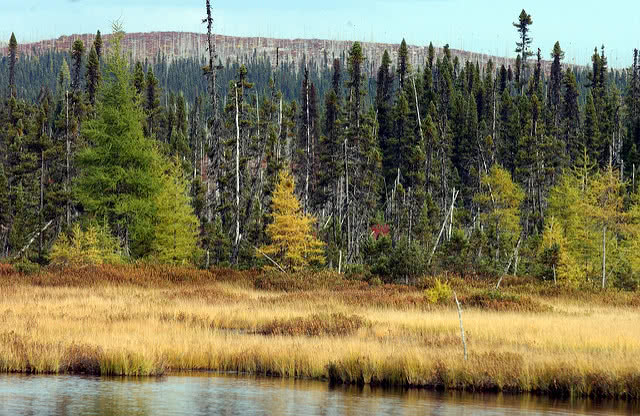 Taiga